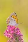 American Copper on Prairie Blazing Star Lawrence County-Illinois Art Print